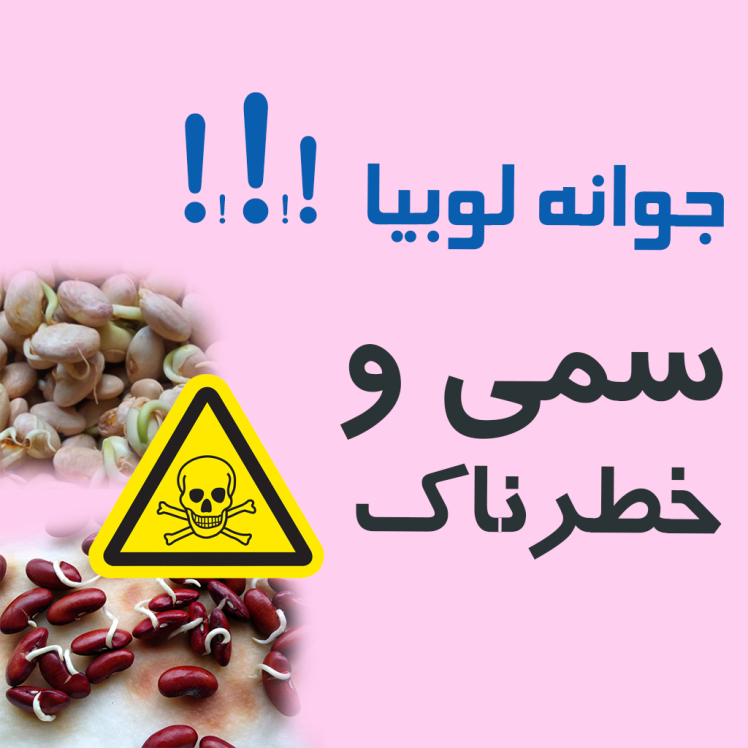 جوانه لوبیا ، سمی و خطرناک 