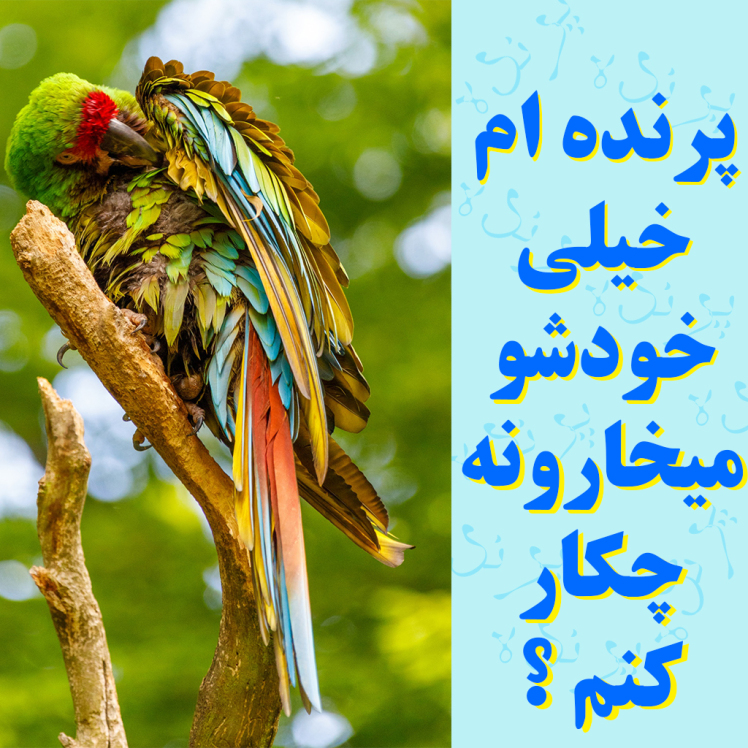پرنده ام خیلی خودشو میخارونه چکار کنم ؟ 