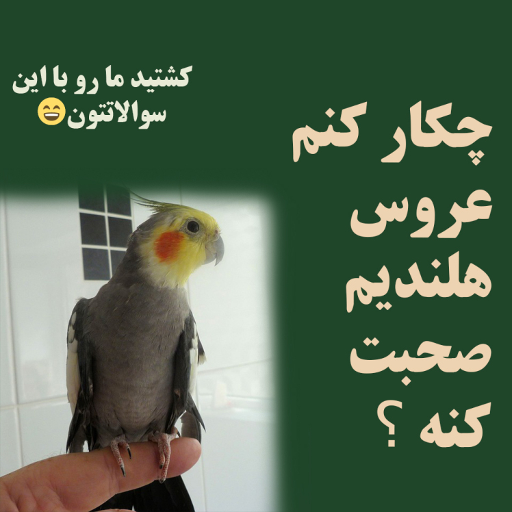 چکار کنم عروس هلندیم صحبت کنه ؟