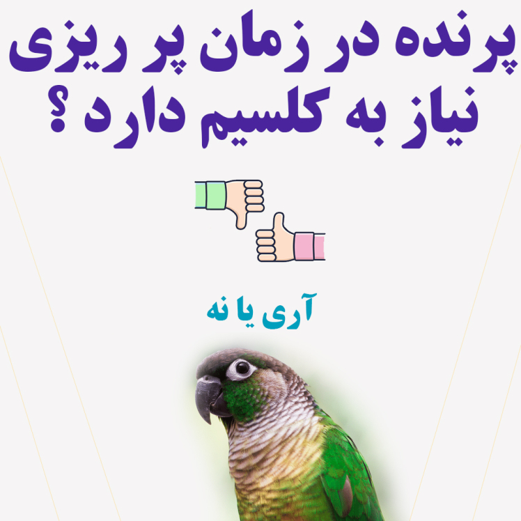 پرنده در زمان پرریزی نیاز به کلسیم دارد ؟
